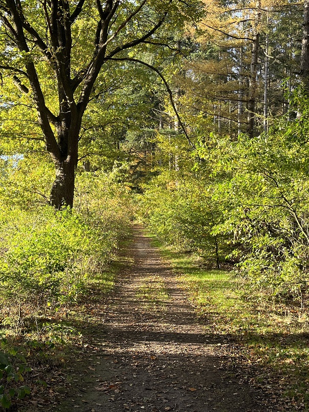 lichtdurchfluteter Waldweg